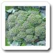 Non-Hybrid Broccoli