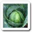 Non-Hybrid Cabbage