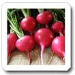 Non-Hybrid Radish