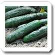Non-Hybrid Cucumber