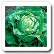 Non-Hybrid Romaine Lettuce