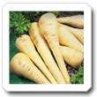 Non-Hybrid Parsnip