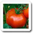 Non-Hybrid Tomato, Rutgers