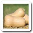 Non-Hybrid Squash, Waltham Butternut