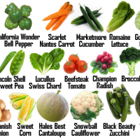 SafeHarvestSeedVarietyPhoto