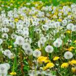 DIY – Weed Killer