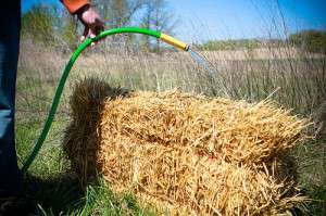 Watering the Straw Bale