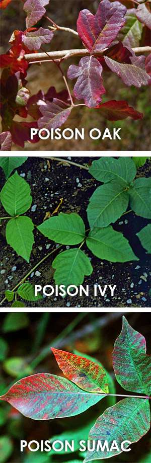 how to recognize and treat poison ivy