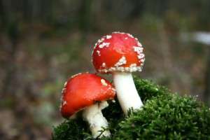 Poisonous mushrooms