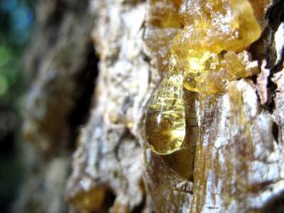 Uses for Pine Resin