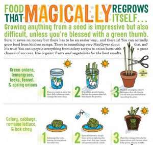 Regrowing plants indoors