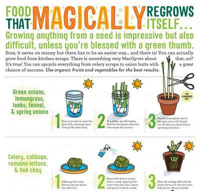 Growing Vegetables Indoors