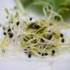 alfalfa-sprouts-1522076_1280