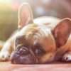PET RECIPE: Peanut Butter Doggie Treats dog