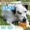 lpc-keep-your-canine-cool