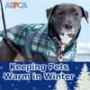 Bundle Up, Bingo! LPC-Keeping-Pets-Warm-In-Winter